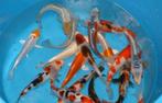 HQ Import koi 19 / 24 cm bij Koidream in Valburg, Dieren en Toebehoren, Vissen | Vijvervissen, Karper of Koi