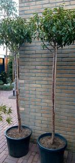 2  grote portugese laurier op stam 205 cm, Tuin en Terras, Planten | Bomen, Bloeit niet, 100 tot 250 cm, Palmboom, Ophalen