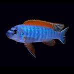 Malawi cichlide, Dieren en Toebehoren, Vissen | Aquariumvissen, Vis
