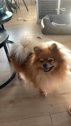 Mooie pomeriaan, Dieren en Toebehoren, Honden | Poolhonden, Keeshonden en Oertypen, 1 tot 2 jaar, Teef, Eén hond, Nederland