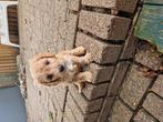 Wij zoeken nog een leuke baas, Dieren en Toebehoren, Honden | Niet-rashonden, Reu, CDV (hondenziekte), 8 tot 15 weken, Meerdere