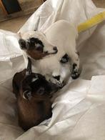 2 dwerggeiten lammetjes., Meerdere dieren, Schaap