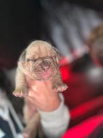 Bordeauxdog x bully xl  pups elke week nieuwe fotos, Dieren en Toebehoren, Honden | Bulldogs, Pinschers en Molossers, 8 tot 15 weken