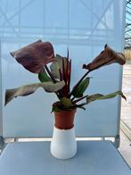 Philodendron Sunlight P12 - ACTIE!, Overige soorten, In pot, Minder dan 100 cm, Groene kamerplant