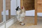 Hanen ter adoptie!, Dieren en Toebehoren, Pluimvee, Mannelijk, Kip