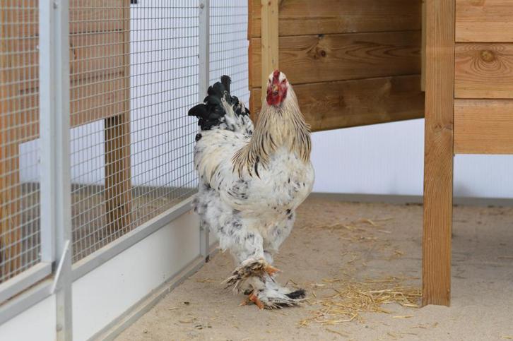 Hanen ter adoptie!, Dieren en Toebehoren, Pluimvee, Kip, Mannelijk