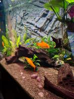 Goudbarbelen aquarium vissen 5 stuks zoekken nieuw huis, Vis, Zoetwatervis, Schoolvis