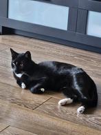 Zeer lieve en mooie kater, Dieren en Toebehoren, Katten en Kittens | Overige Katten, Kater