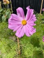 Cosmea fizzy pink zaad/zaadjes, Ophalen of Verzenden, Volle zon