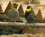 Kleine cubavink, Meerdere dieren, Tropenvogel, Geringd
