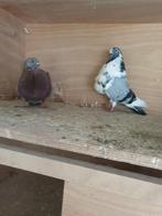 Kroppers, canaria's, Dieren en Toebehoren, Vogels | Duiven, Meerdere dieren