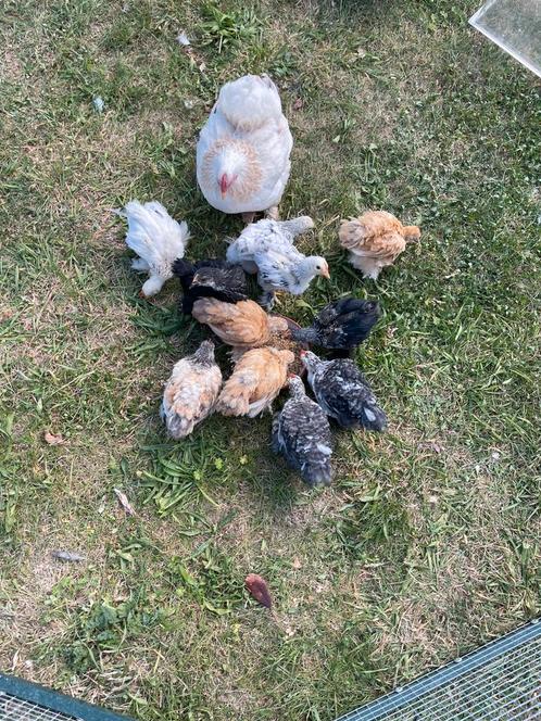 Cochin kuikens te koop, Dieren en Toebehoren, Pluimvee, Kip, Mannelijk