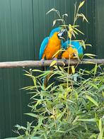 Prachtig koppel blauwgele Ara’s, Meerdere dieren, Papegaai, Geringd