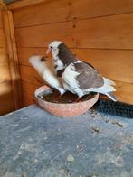 Gaditano jonge, Dieren en Toebehoren, Geslacht onbekend, Kropper