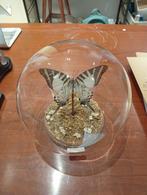 Prachtige vlinder in stolp hoogte 14 cm, Huis en Inrichting, Ophalen of Verzenden, Zo goed als nieuw, H, H