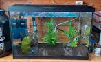 Superfish aquarium 70 liter, Dieren en Toebehoren, Vissen | Aquaria en Toebehoren, Ophalen, Zo goed als nieuw, Gevuld zoetwateraquarium