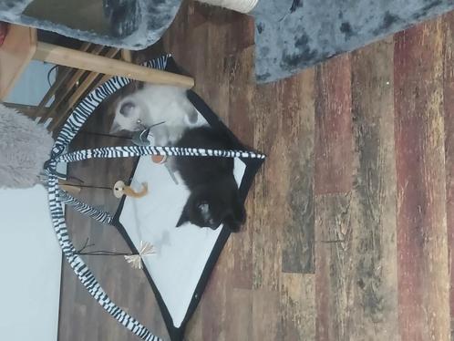 Kittens, Dieren en Toebehoren, Katten en Kittens | Raskatten | Korthaar