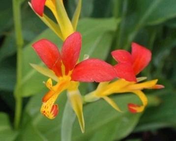 15 zaden Canna Brasiliensis beschikbaar voor biedingen