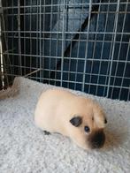 Cavia zeug, Maart, Vrouwelijk, Cavia