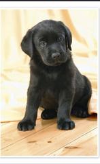 Gezocht  nestje labrador puppy's, Dieren en Toebehoren, Honden | Niet-rashonden, 8 tot 15 weken, Meerdere dieren, Eén hond, Nederland