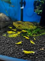 Neocaridina heteropoda Yellow / Gele, Dieren en Toebehoren