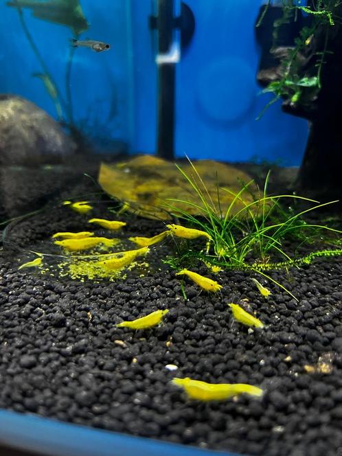 Neocaridina heteropoda Yellow / Gele, Dieren en Toebehoren, Vissen | Aquariumvissen