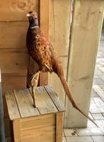 Opgezette fazant, Ophalen of Verzenden, Vogel, Opgezet dier