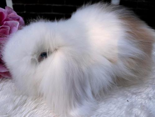Teddy widder konijntje, raszuiver, Dieren en Toebehoren, Konijnen, Dwerg, Mannelijk, 0 tot 2 jaar, Hangoor