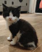 4 Snoezepoezen zoeken een nieuw thuis, Meerdere dieren, 0 tot 2 jaar