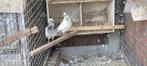Pakistaanse hoogvliegers, Dieren en Toebehoren, Vogels | Duiven, Meerdere dieren, Overige soorten