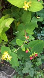 Hertshooi Hypericum 'Miracle Attraction' veelzijdige tuinpla, Ophalen of Verzenden, Vaste plant, Overige soorten, Volle zon