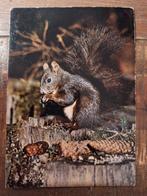 Dieren - Eekhoorn, Ophalen of Verzenden, Gelopen