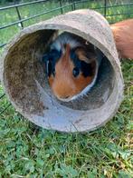 Wie geeft deze 2 cavia beertjes een nieuw huis, Oktober, Mannelijk, Cavia