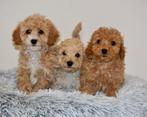 Mooie kleinblijvende MALTIPOO Pups Maltezer x Dwergpoedel, Parvo, 8 tot 15 weken, Meerdere, Meerdere dieren