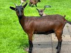 dwerggeit 1 jaar oud, Dieren en Toebehoren, Schapen, Geiten en Varkens, Vrouwelijk, Geit, 0 tot 2 jaar