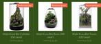 Maandaanbieding: Wabi Kusa serie nu bodemprijzen!, ., Nieuw, Ophalen of Verzenden, Leeg aquarium
