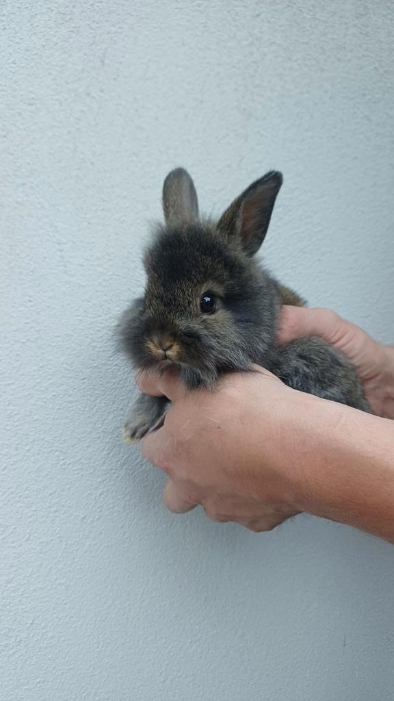 Konijnen dwerg en vosjes, Dieren en Toebehoren, Knaagdieren, Meerdere dieren, Cavia, Augustus