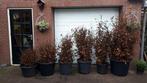 Beuk-Beukenhaag-Fagus Sylvatica-Rode Beukenhaag-Ligustrum, Ophalen, In pot, Halfschaduw, Overige soorten