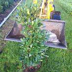 Prunus laur. Herbergii/Wintergroen/Laurier/Aanbieding, Ophalen, Laurier, Haag, 100 tot 250 cm