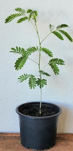 Perzische slaapboom., Huis en Inrichting, Kamerplanten, Ophalen, Minder dan 100 cm