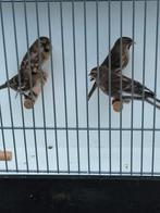 2 koppels middelgrote barmsijsjes, Dieren en Toebehoren, Vogels | Overige Vogels, Meerdere dieren