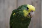 Amazone | Dubbelgeelkop | Getest | Tam | Baby, Meerdere dieren, Papegaai, Pratend
