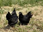 Jonge tamme Australorp kippen zwart gesekst en ingeënt, Dieren en Toebehoren, Pluimvee, Vrouwelijk, Kip