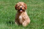 Cavapoo pups te koop, Dieren en Toebehoren, Honden | Chihuahua's en Gezelschapshonden, Rabiës (hondsdolheid), 15 weken tot 1 jaar