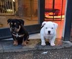 Prachtige pocket American Bully pups 8 weken, Dieren en Toebehoren, België, Particulier, Rabiës (hondsdolheid), Overige rassen