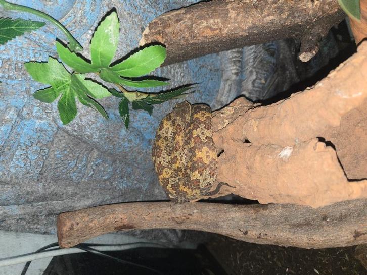 0.1 trimeresurus puniceus cb23-24