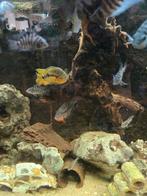 2 Amerikaanse cichliden rode vuurkeel cichlide en regenboog, Dieren en Toebehoren, Vissen | Aquariumvissen, Vis