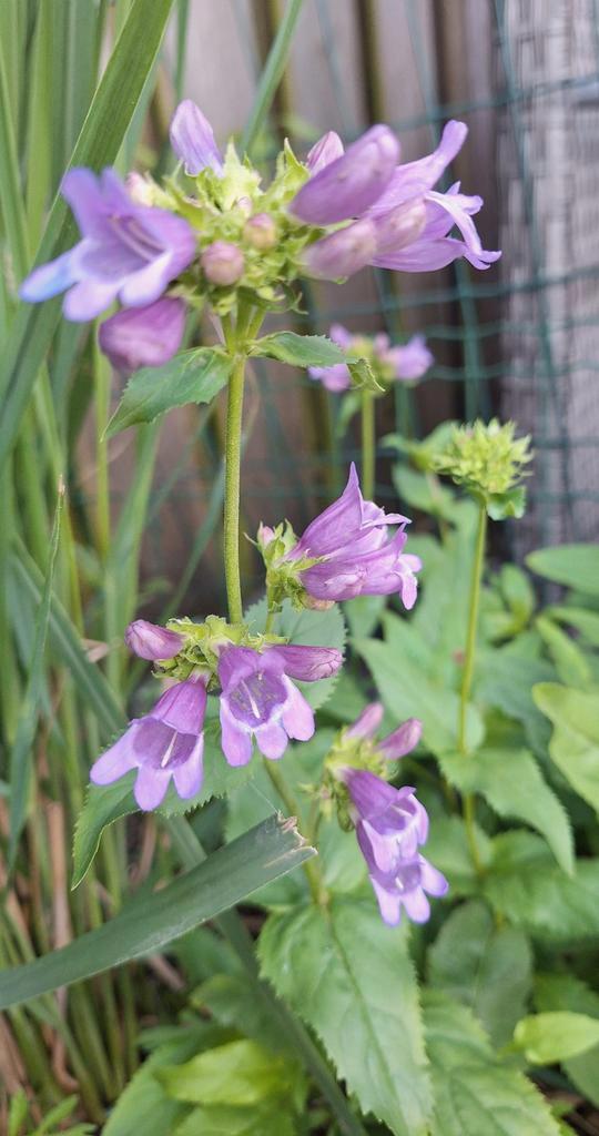 Penstemon cobaea zaden, schildpadbloem, Tuin en Terras, Bloembollen en Zaden