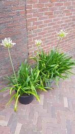 agapanthus witbloeiend (2 stuks), Volle zon, Vaste plant, Zomer, Ophalen