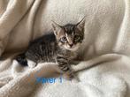 Boerderij kittens, Meerdere dieren, Ontwormd, 0 tot 2 jaar